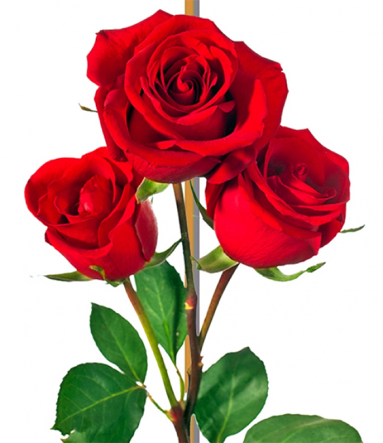 Fotografia di Carla Giordani